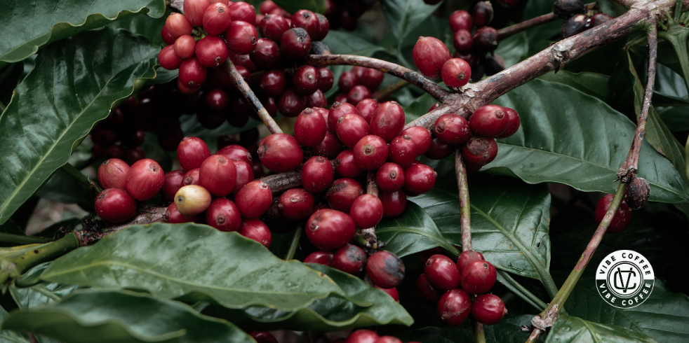 Café Especial Robusta Amazônico: Conheça as Características

