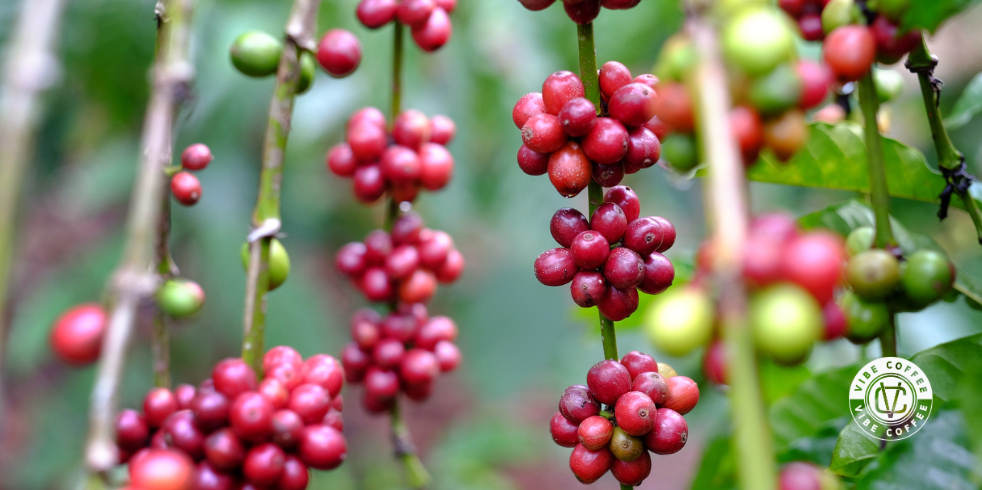 Café Especial Robusta Amazônico: Conheça as Características

