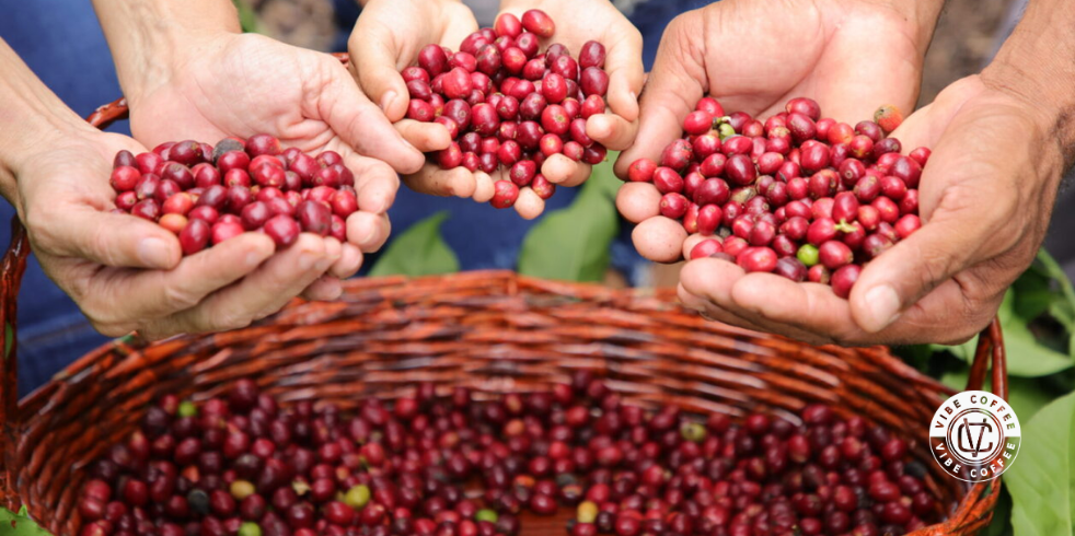 Café Especial Robusta Amazônico: Conheça as Características

