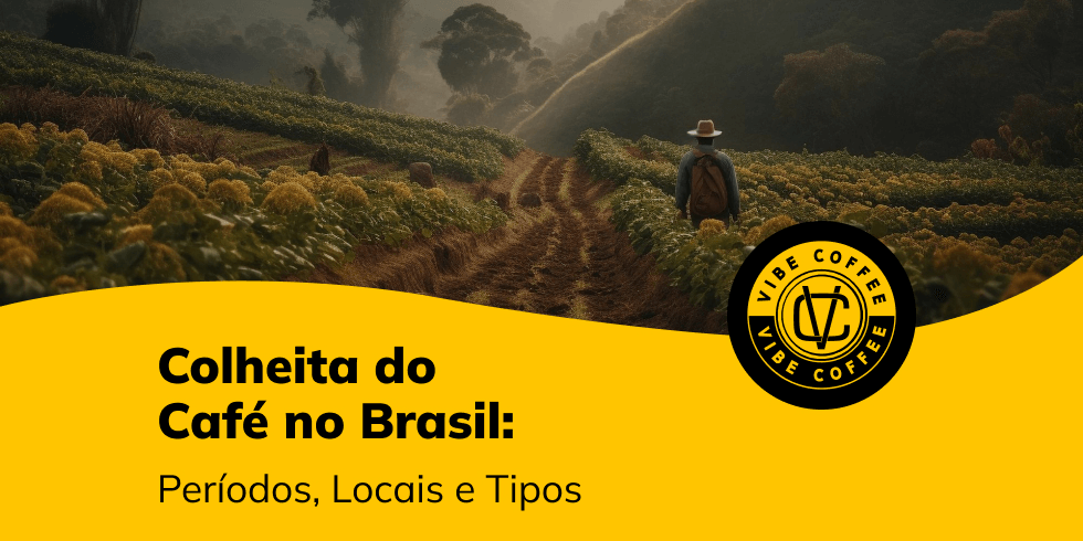 Colheita do Café no Brasil: Como e quando fazer?