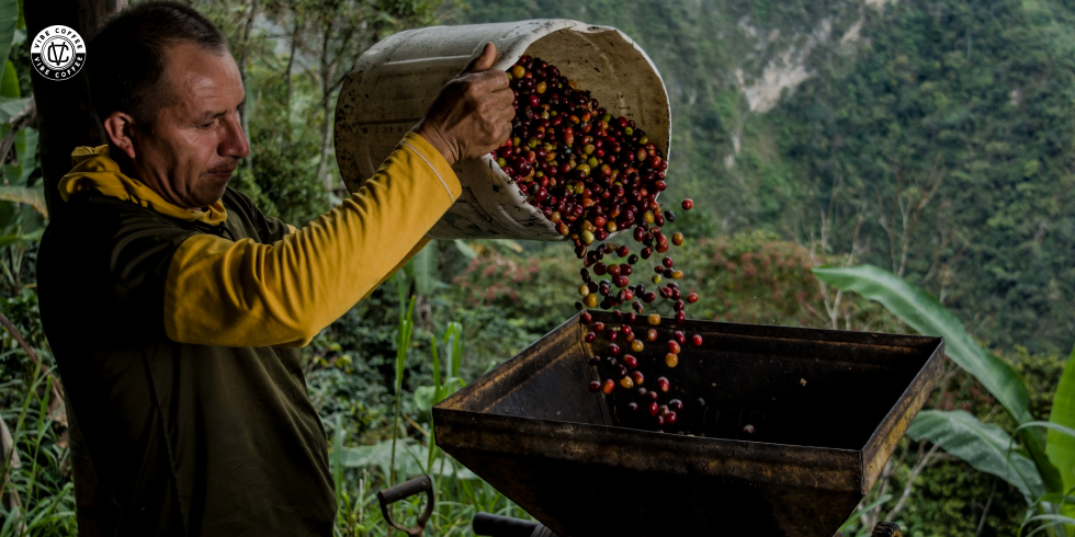 Colheita do Café no Brasil: Como e quando fazer?
