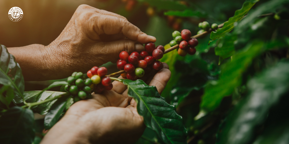 Colheita do Café no Brasil: Como e quando fazer?
