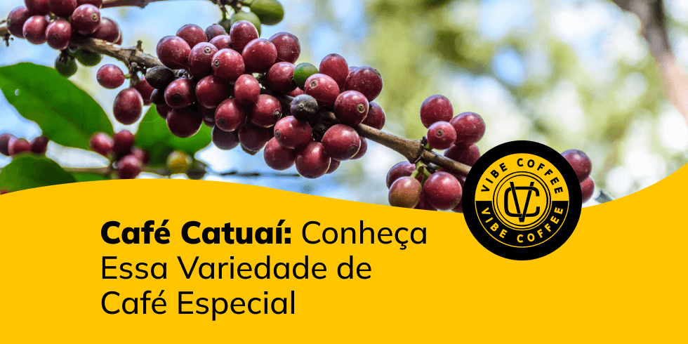 Café Catuaí: Conheça Essa Variedade de Café Especial