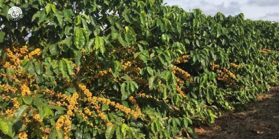 Café Catuaí: Conheça Essa Variedade de Café Especial
