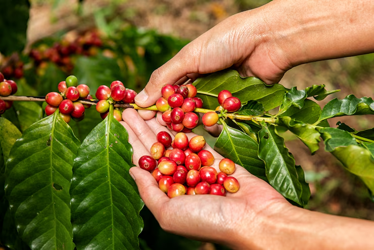 O Café e Seus Benefícios: Como as Substâncias Promovem o Bem-Estar