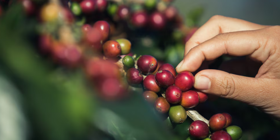 Cafés Especiais do Espírito Santo: O Que Torna Essa Região Tão Especial?