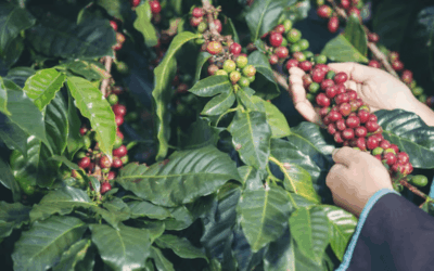 O Que Torna Um Café “Especial”? Entenda As Certificações