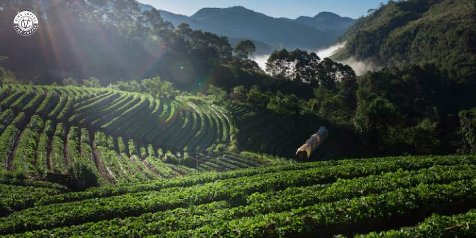 Por Que o Preço do Café Especial é Diferente? Entenda o Valor Por Trás da Xícara