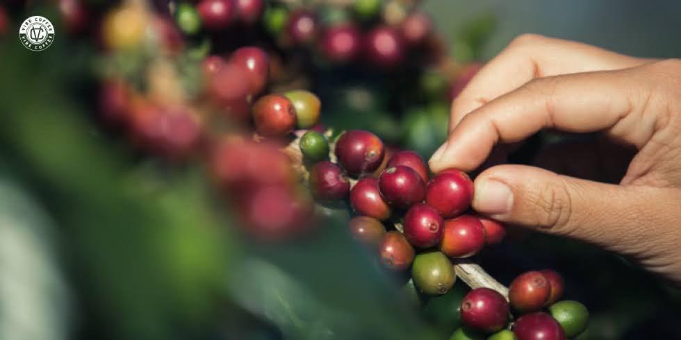 Curiosidades do Café Especial: Descubra os Segredos das Torras