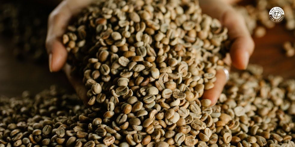 Como o Clima e a Safra Influenciam o Sabor do Café Especial
